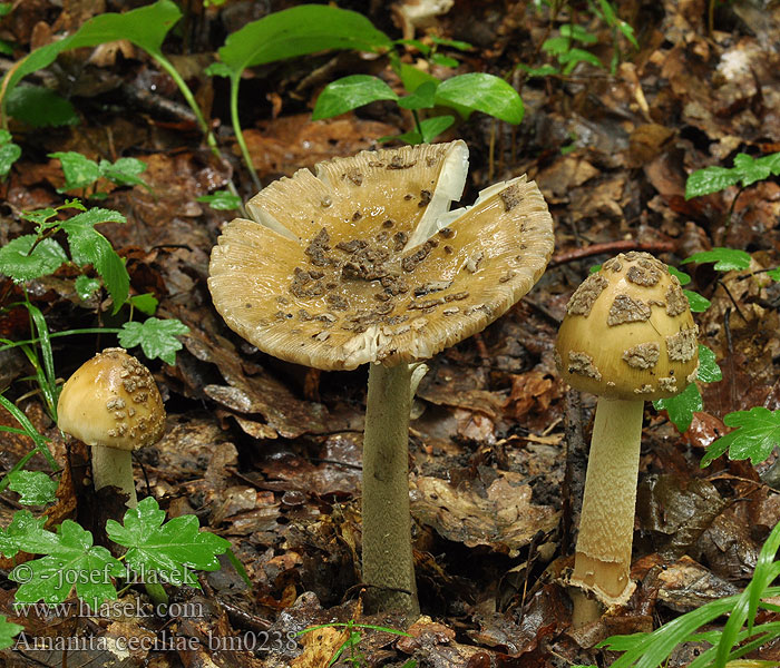 Amanita ceciliae bm0238