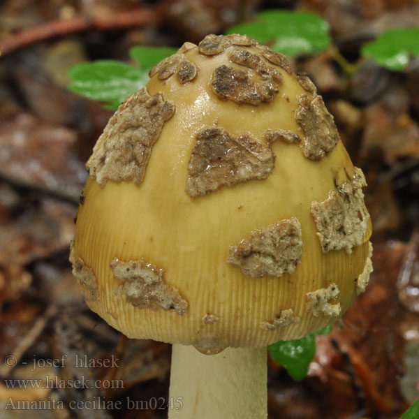 Amanita ceciliae bm0245