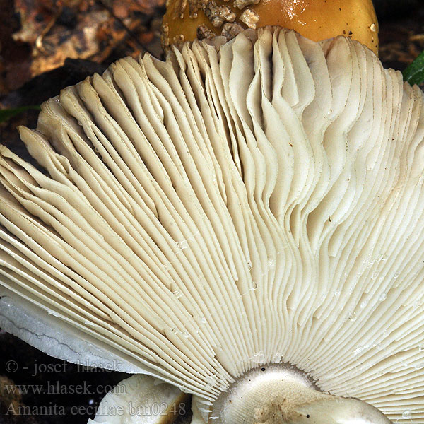 Pozlačeni lupinar Jättekamskivling Amanita ceciliae Muchomůrka stroupkatá