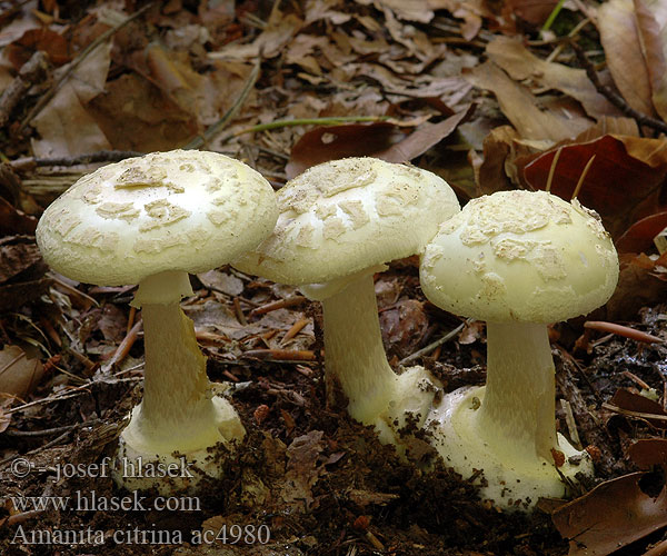 Amanita citrina ac4980