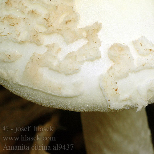 Amanita citrina al9437