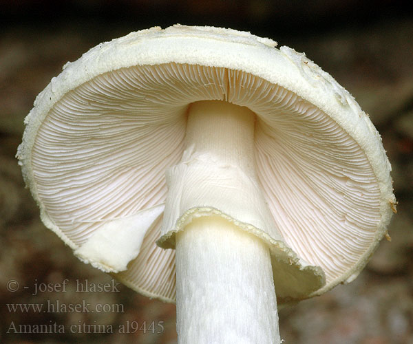 Amanita citrina al9445