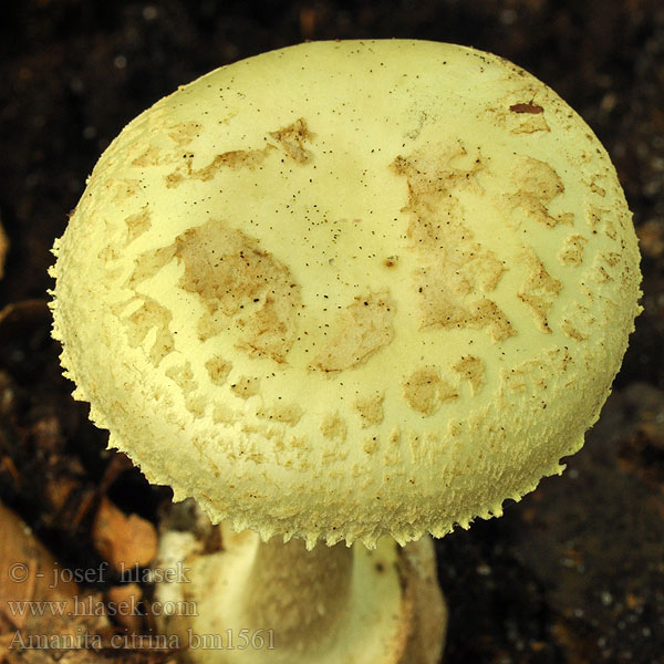 Amanita citrina Muchomůrka citrónová False death cap Kugleknoldet