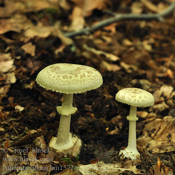 Amanita citrina bm1572