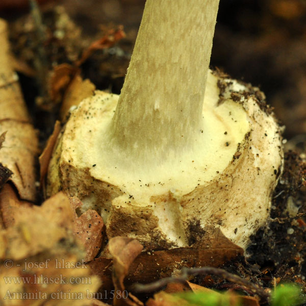 False death cap Kugleknoldet fluesvamp Keltakärpässieni