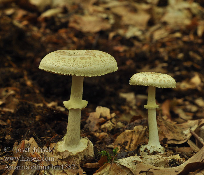 Amanita citrina bm1587