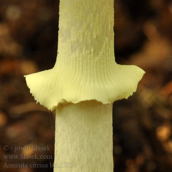 Amanita citrina bm1595