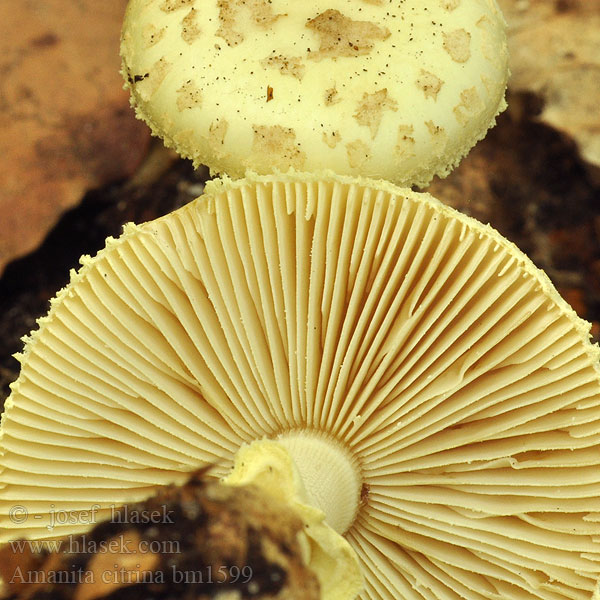Amanite citrine Gele knolamaniet Agarico citrino Citromgalóca