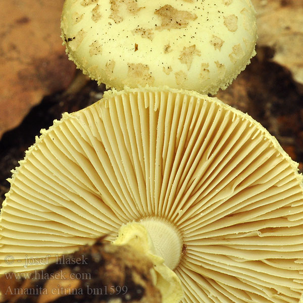 Amanita citrina bm1599