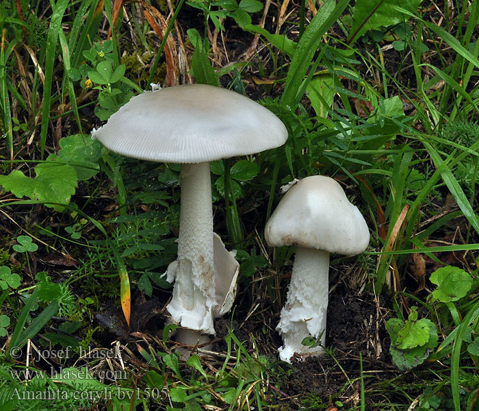 Amanita coryli pseudofriabilis