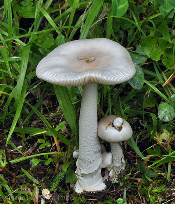 Hazel Ringless Amanita