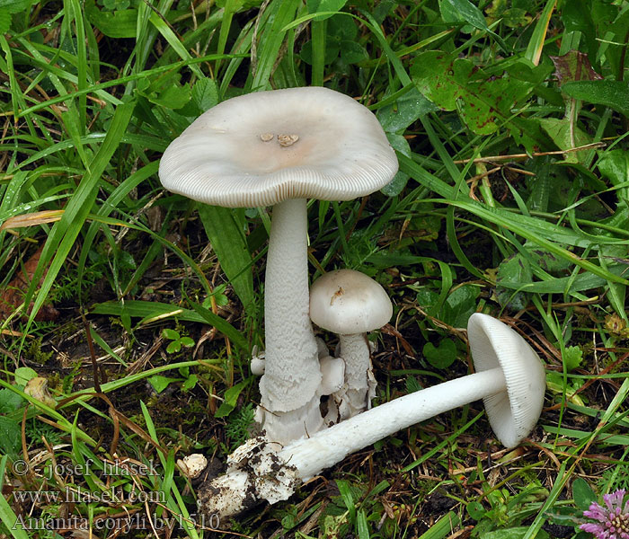 Amanita coryli Hazel Ringless Amanita