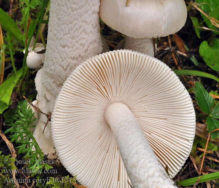 Amanita coryli pseudofriabilis Hazel Ringless