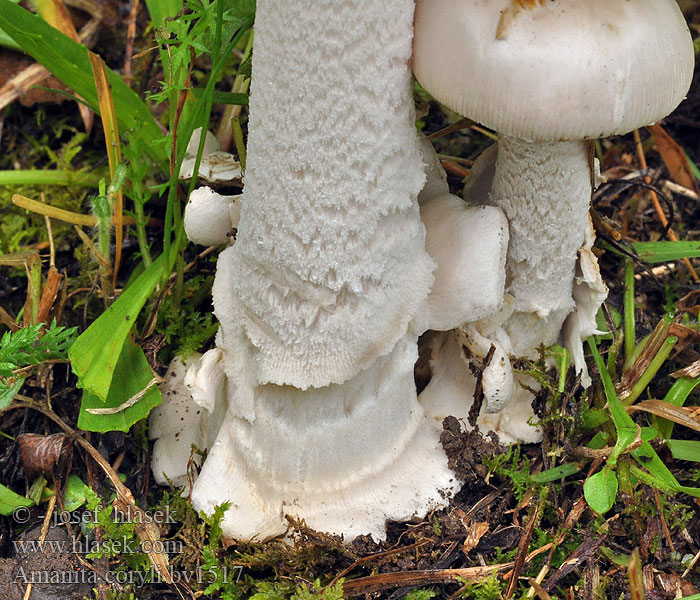 Hazel Ringless Amanita Amanita coryli pseudofriabilis