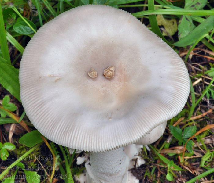 Amanita coryli pseudofriabilis Hazel Ringless Amanita