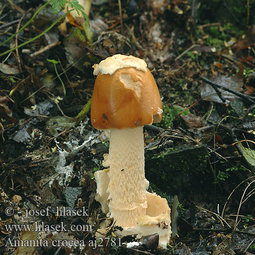 Amanita crocea Muchomůrka Pošvatka šafránová oranžová Oranssikärpässieni