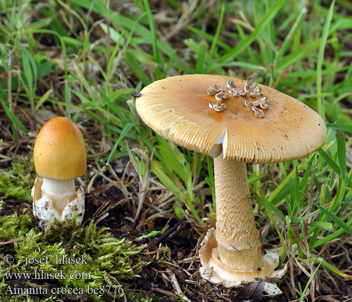 Orange Grisette Gylden kam-fluesvamp Saffraanamaniet Narancsszínű selyemgomba