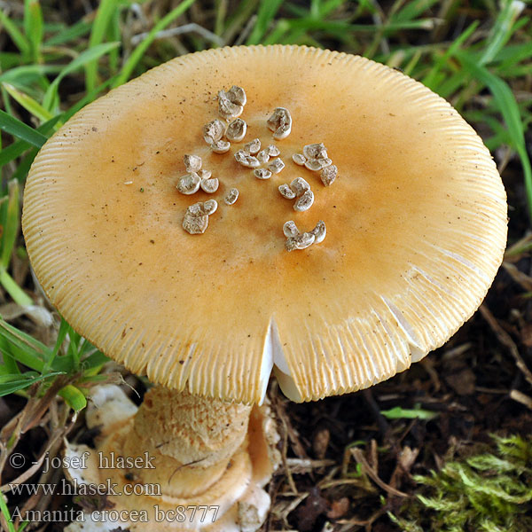 Amanita crocea bc8777