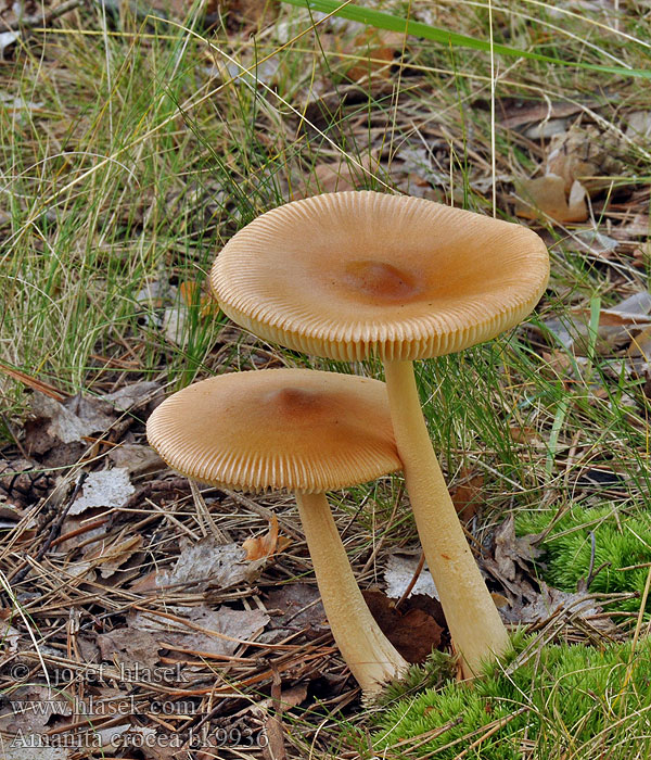 Amanita crocea bk9936