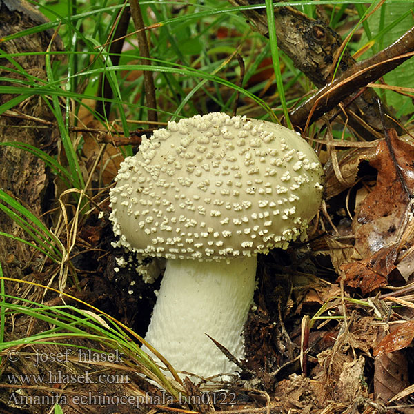 Amanita echinocephala solitaria Muchomor jeżowaty Мухомор щетинистый