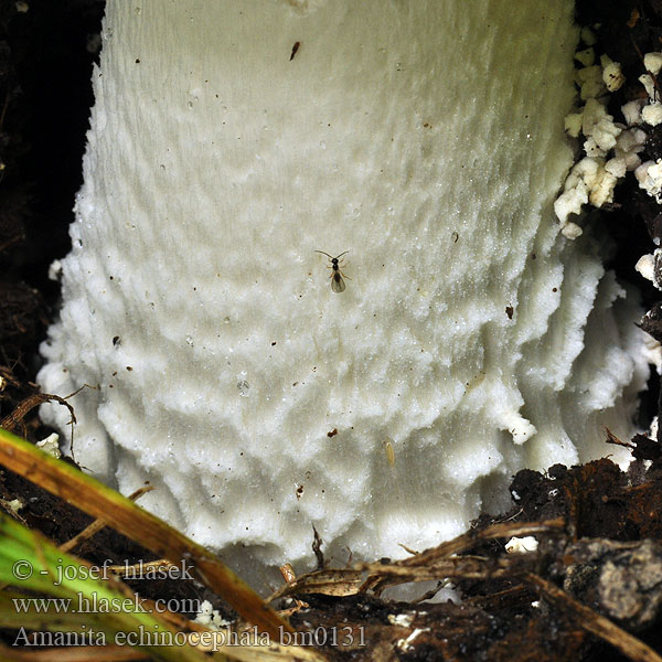 Amanita echinocephala bm0131