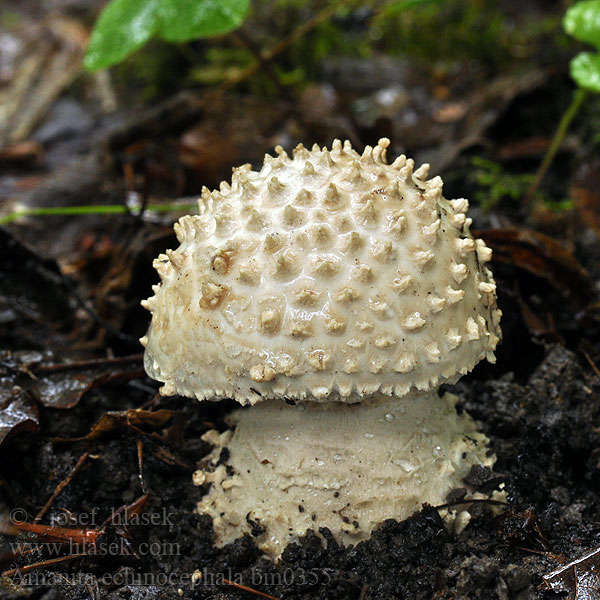 Amanita echinocephala bm0355