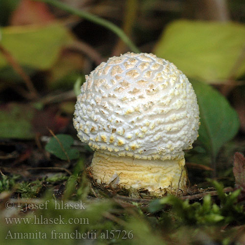 Amanita franchetii aspera Muchomůrka drsná Muchotrávka olivovohnedastá