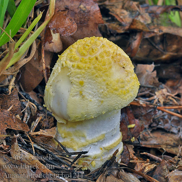 Amanita franchetii aspera Muchomůrka drsná Muchotrávka olivovohnedastá Rauher Wulstling