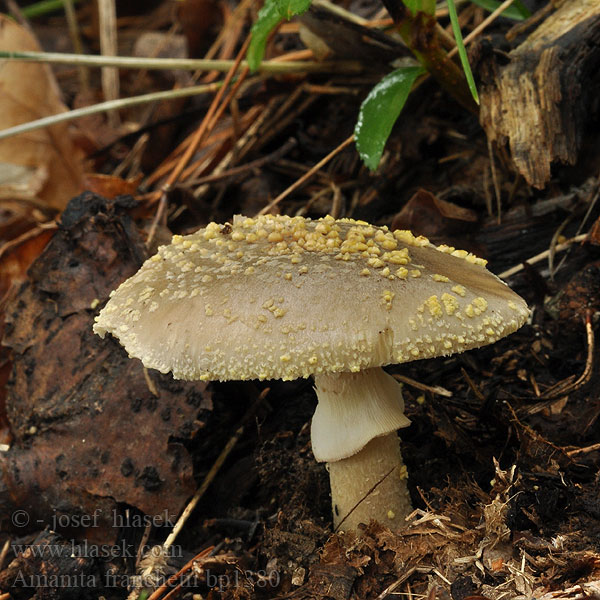 Amanita franchetii aspera Muchomůrka drsná Muchotrávka olivovohnedastá Rauher Wulstling