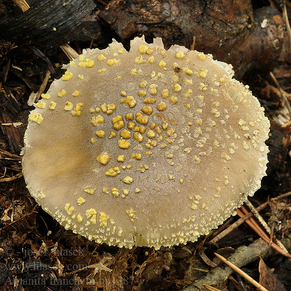 Amanita franchetii Rauher Wulstling Gulrandet fluesvamp Rikkikärpässieni