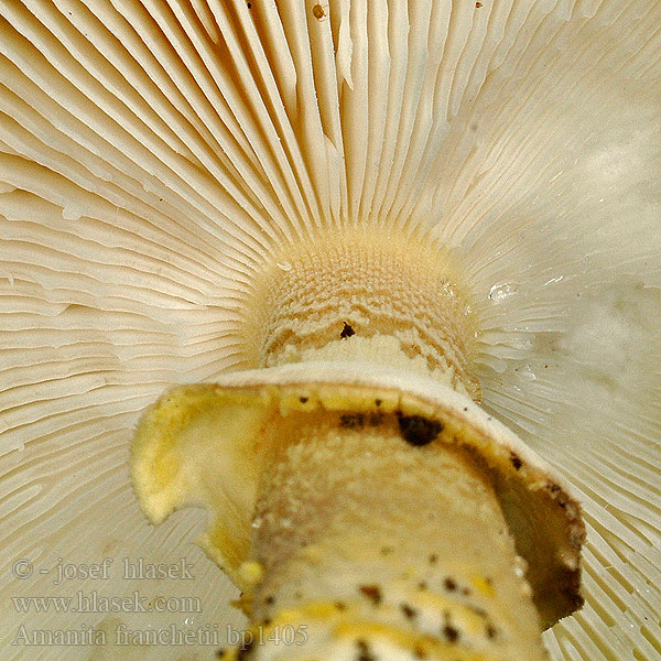 Amanita franchetii Rikkikärpässieni Yellow-warted amanita Hrapava mušnica Amanites