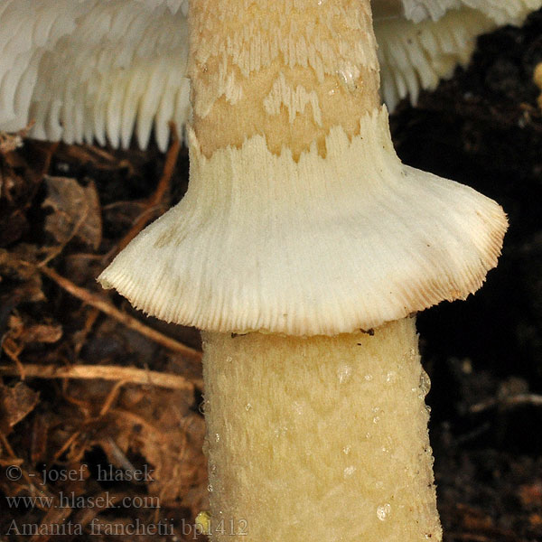 Amanita franchetii Hrapava mušnica Amanites Franchet Amanite voile jaune