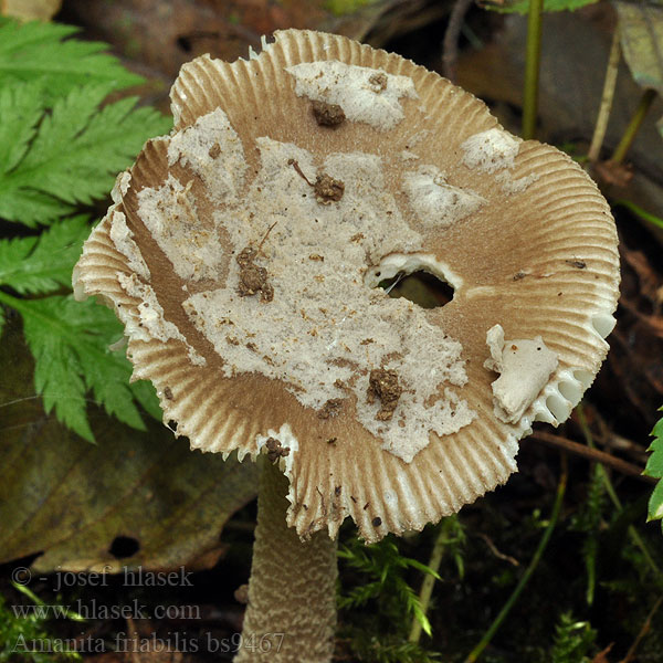 Amanita_friabilis_bs9467