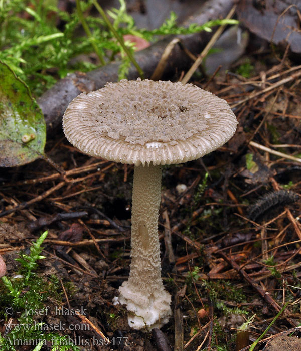 Amanita_friabilis_bs9477