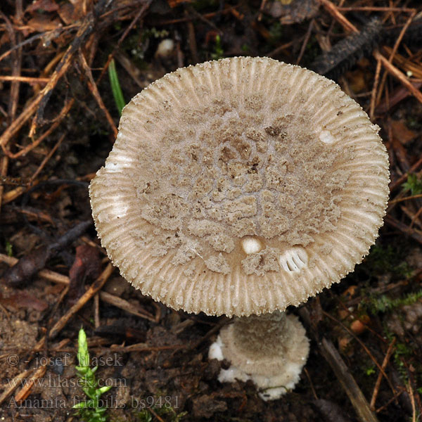 Amanita_friabilis_bs9481