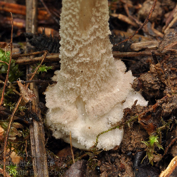 Amanita_friabilis_bs9491