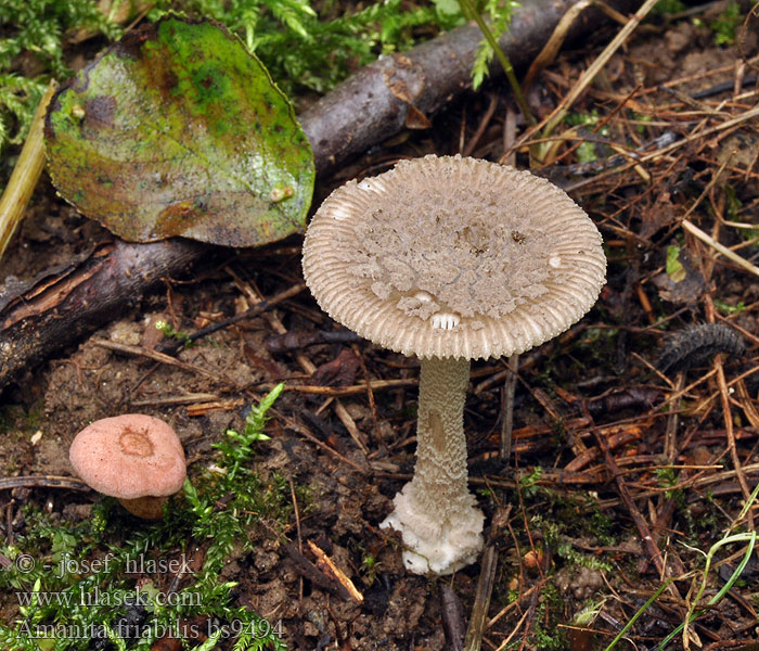 Amanita friabilis Muchomůrka olšová