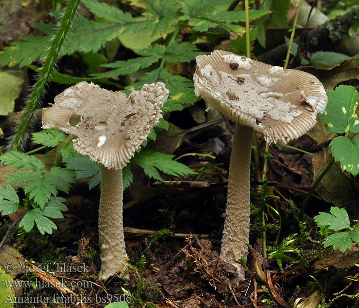 Amanita friabilis Erlenscheidenstreifling Elzeamaniet