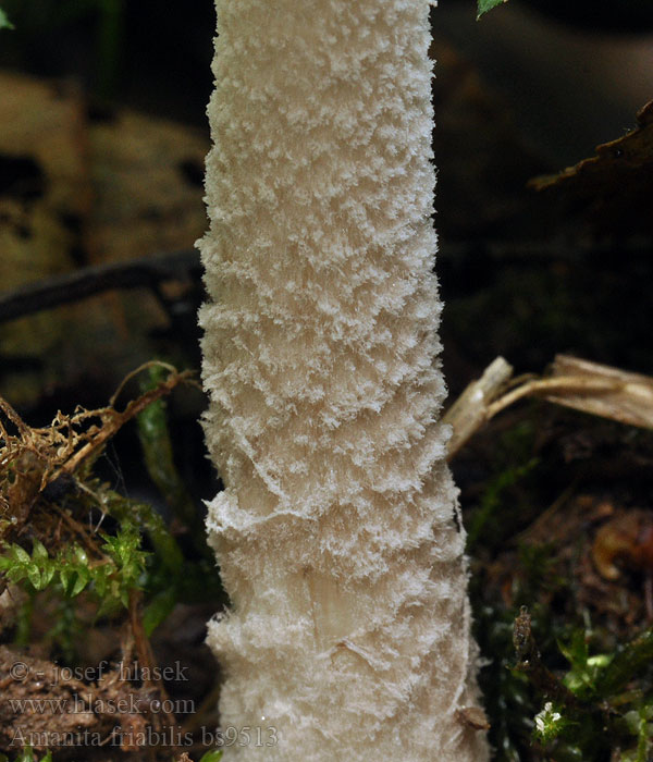 Amanita friabilis Muchomor olszynowy szorstki