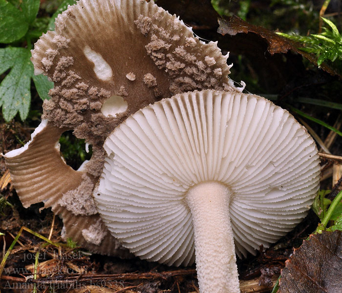 Amanita friabilis Muchotrávka jelšová Alflugsvamp