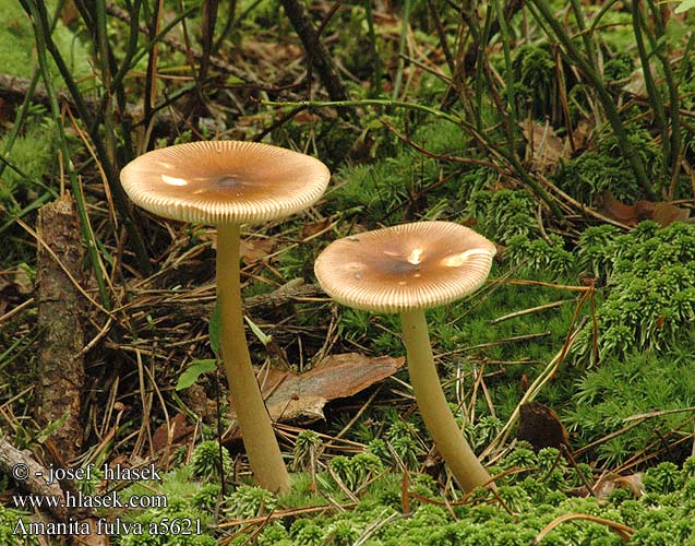 Amanita fulva tawny grisette Brun kam-fluesvamp ruostekärpässieni