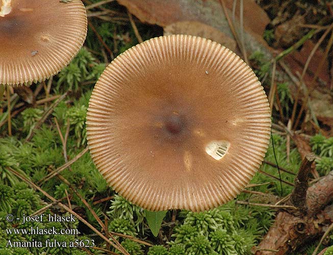 Amanita fulva Roodbruine slanke amaniet Bubbolina rigata