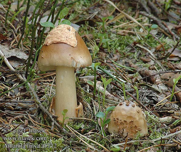 Amanita fulva Muchomůrka ryšavá Pošvatka plavá pochvatá