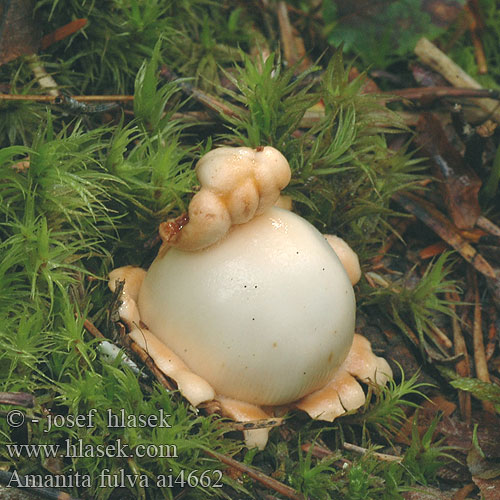 Amanita fulva カバイロツルタケ Rőt selyemgomba muchomor