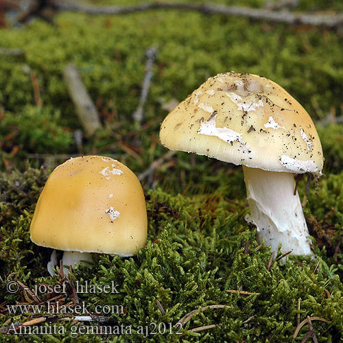 Amanita gemmata Muchomůrka slámožlutá Muchotrávka slamovožltá