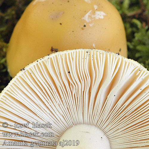 Amanita gemmata Muchomor narcyzowy Мухомор жемчужный ярко-жёлтый