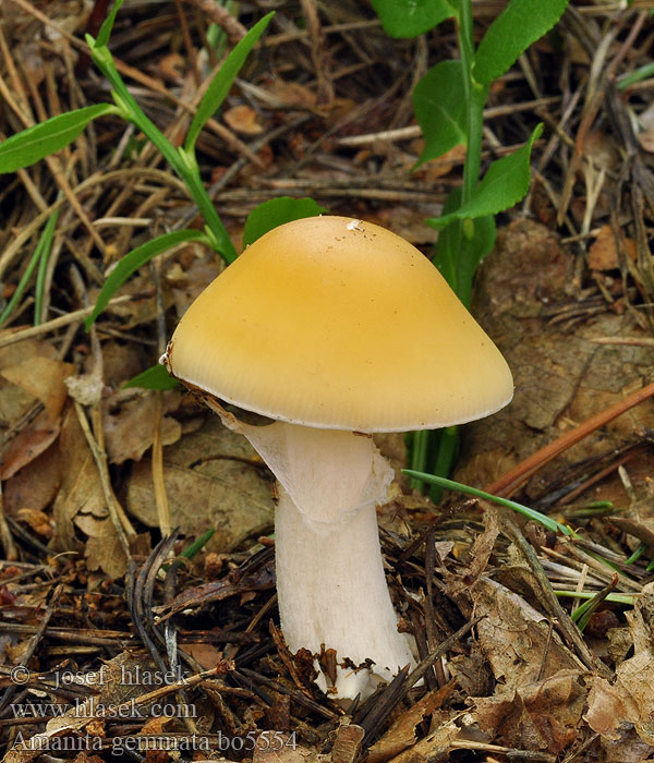 Amanita_gemmata_bo5554