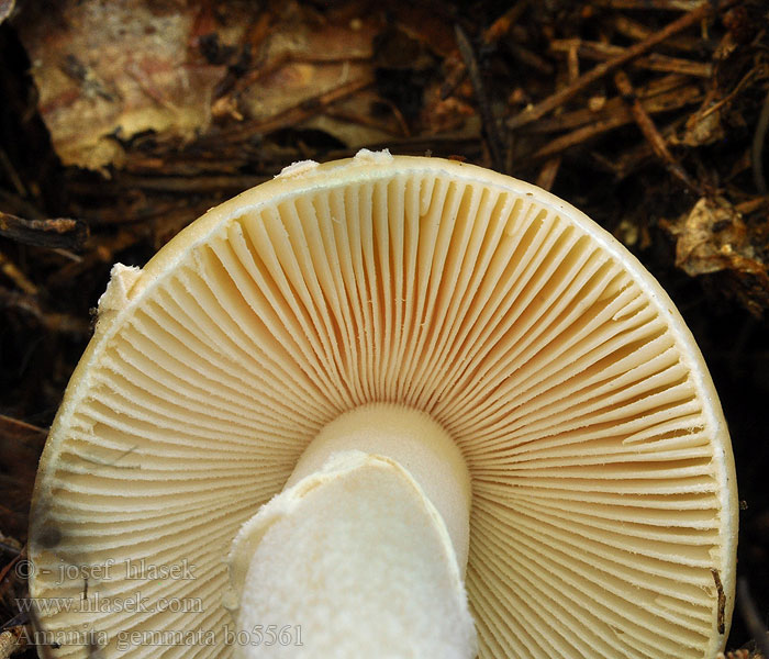 Amanita_gemmata_bo5561