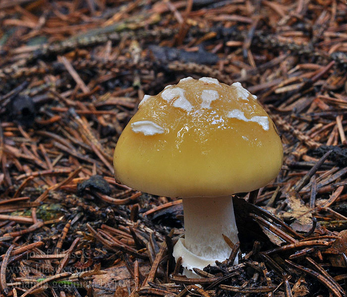 Beskrivning Amanita gemmata Muchomůrka slámožlutá