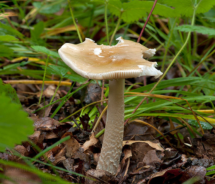 Amanita lividopallescens Muchomůrka šedožlutavá Bleke amaniet